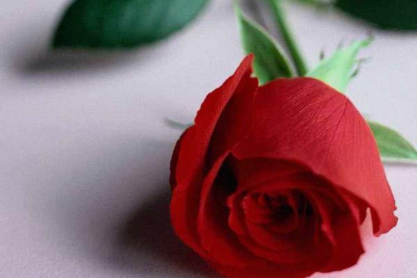 在情人节那天,可以让公司老板买玫瑰花送公司所有女员工吗