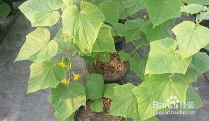 荷兰小黄瓜怎么种