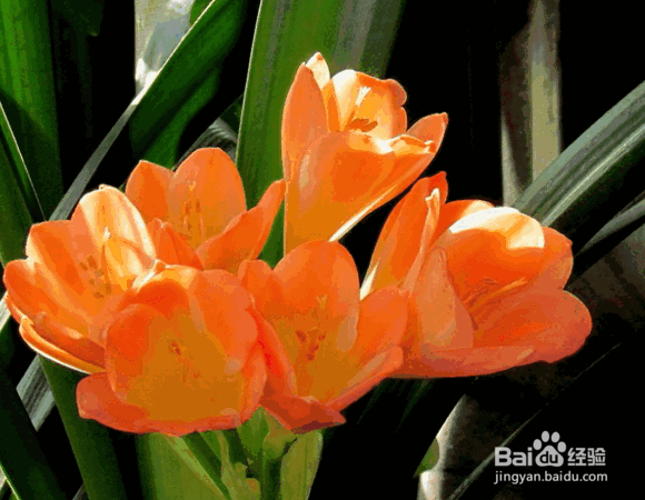 君子兰浇水的正确方法