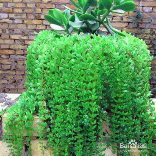 垂盆草有什么作用？