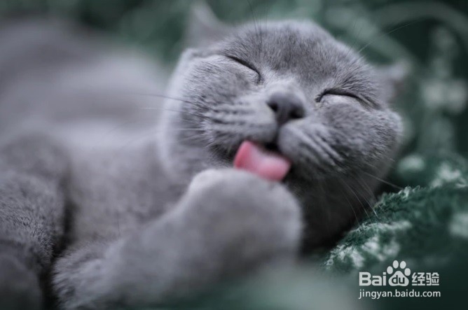 怎么样为猫咪在家里洗澡去异味