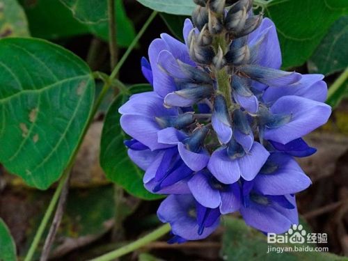 葛花的功效与作用 百度经验