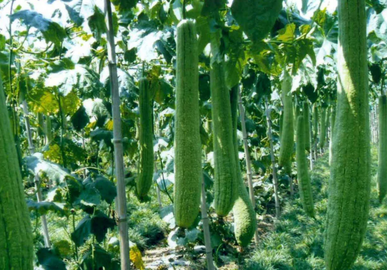 属于蔬菜的瓜有哪些,名字和图片