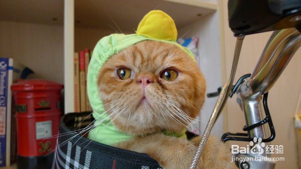 猫咪感冒了怎么办