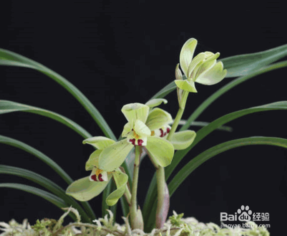 盆栽兰花施肥方法及注意事项