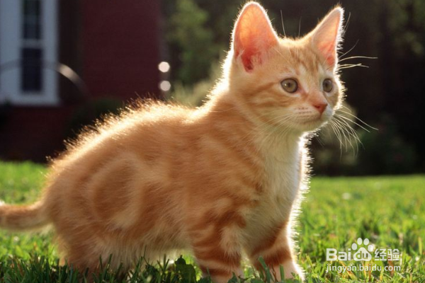 新手养猫注意事项。