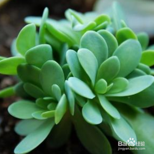 在家中该如何养殖青凤凰？