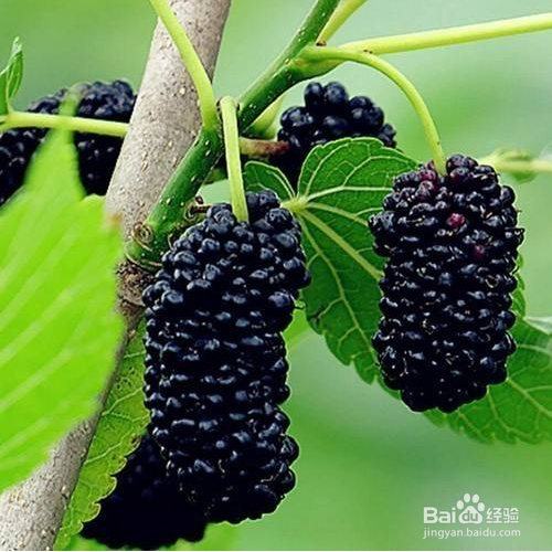 桑椹有什么功效?