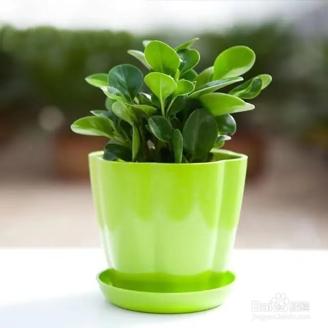 办公桌上放盆它，减轻工作压力，提高工作效率