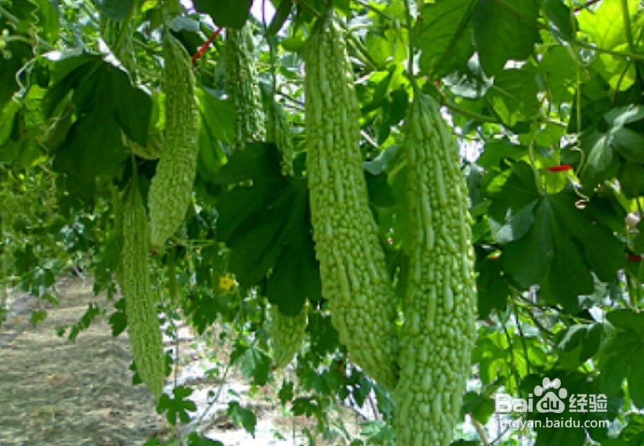 糖尿病日常生话饮食习惯知识应该注意哪些