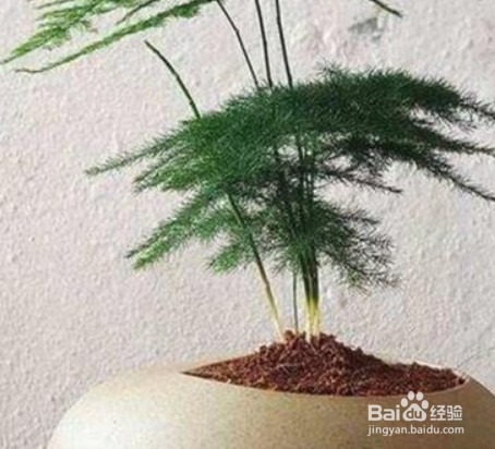 养文竹的方法窍门