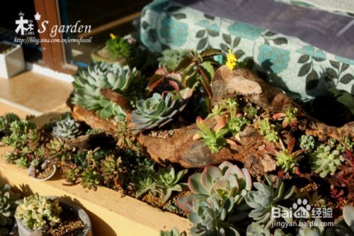 Diy 多肉植物枯木小景 百度经验