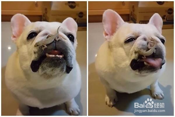 宠物老是打喷嚏怎么办？