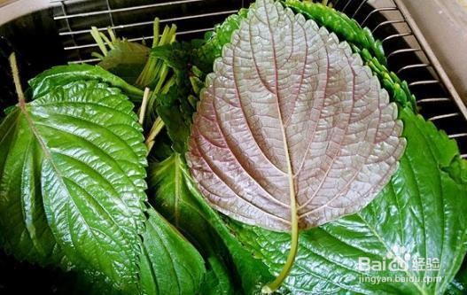 凉拌苏子叶的做法