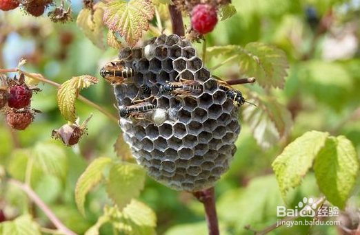 马蜂窝的功效与用法