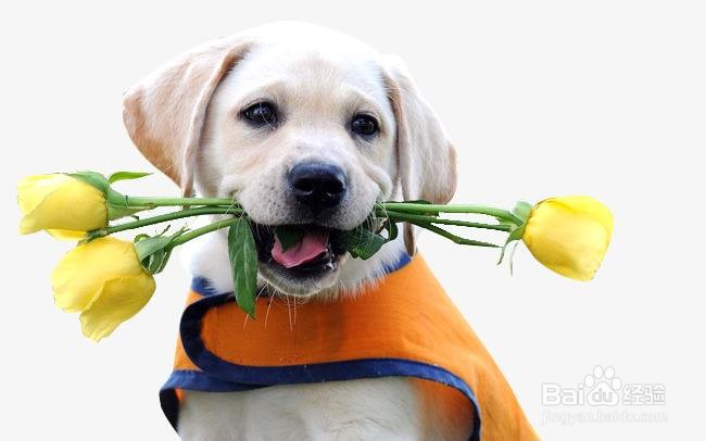 狗狗被摔怎么判断有没有事