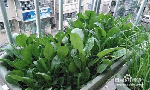 秋季适合种植什么蔬菜