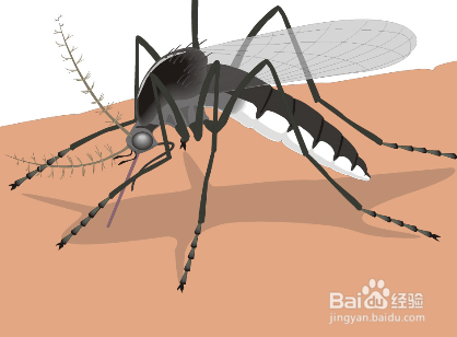 夏天如何防治蚊虫叮咬？