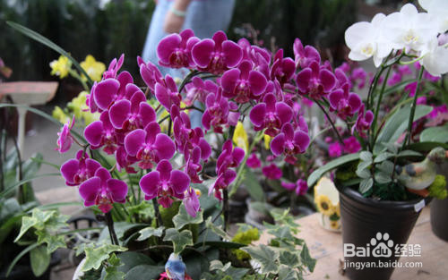 水苔养蝴蝶兰的方法