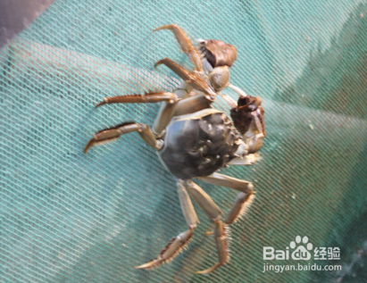 如何判断大闸蟹假死