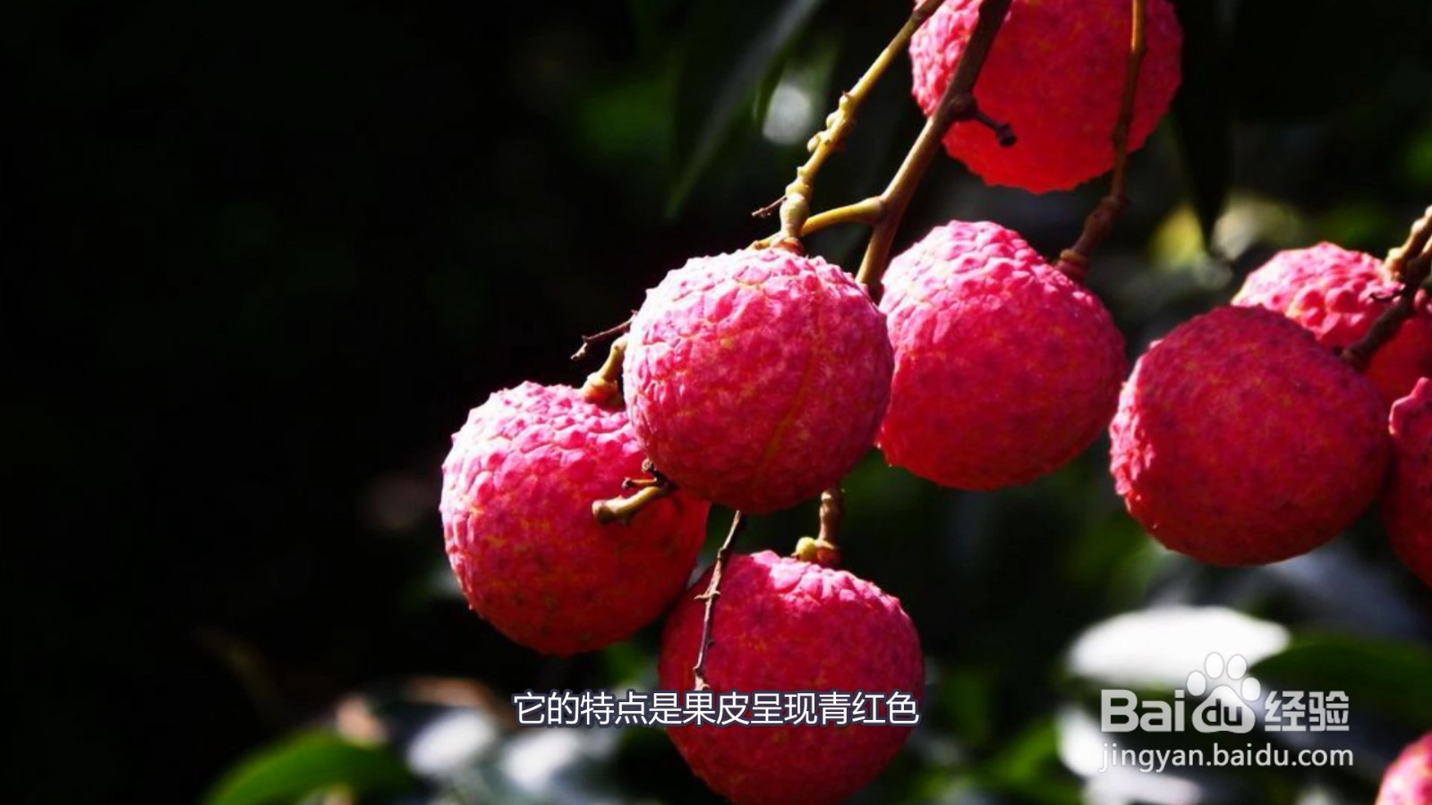 荔枝品种怎么区分
