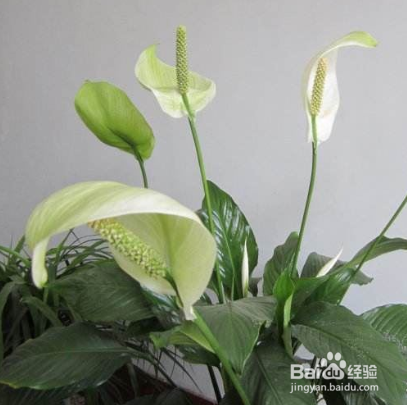 一帆风顺怎么水养