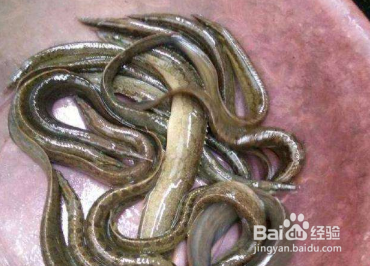 红烧刀鳅鱼的做法