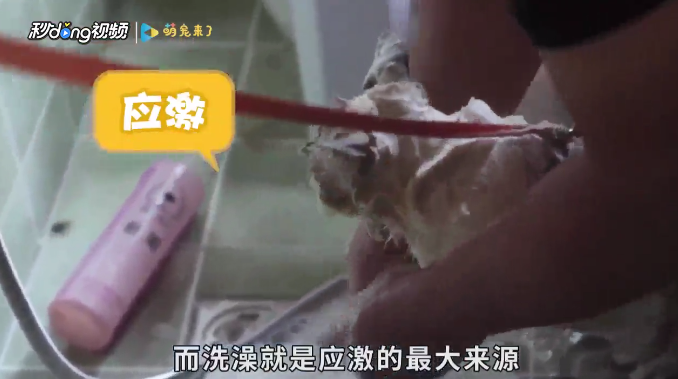 怎样正确给幼猫洗澡