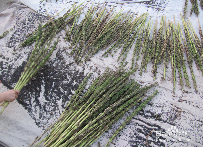 如何清理芝麻杆皮