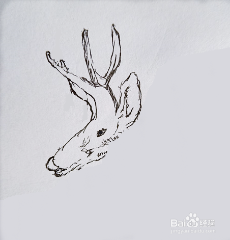 梅花鹿的钢笔画