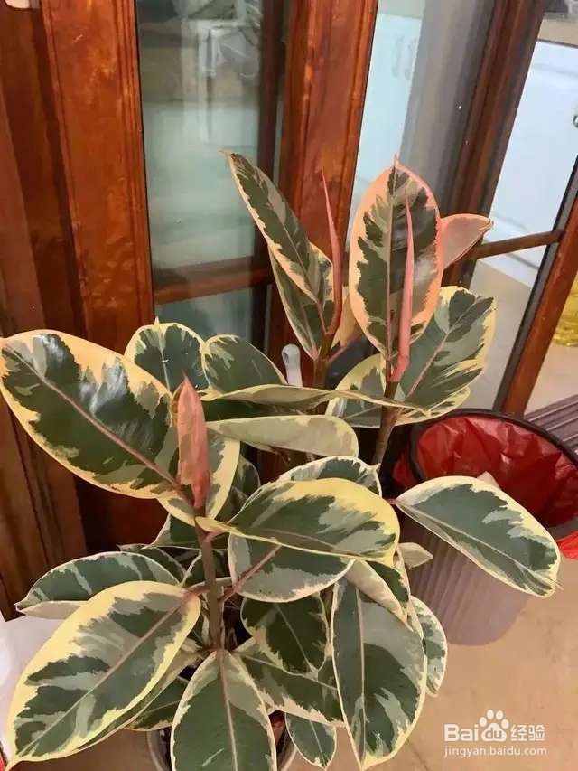 5种花超耐阴，夏天养一盆，清凉不怕热