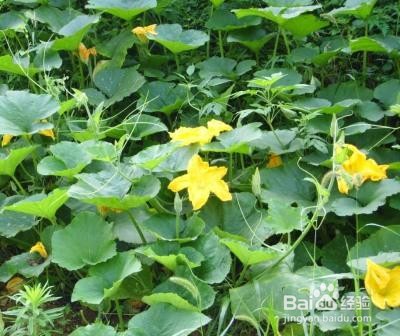 南瓜藤怎么修剪才结的多