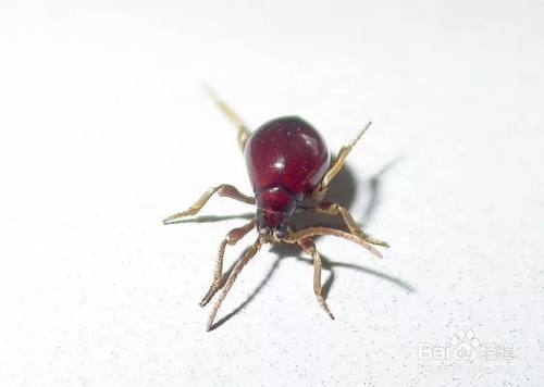 拟裸蛛甲虫怎么消灭