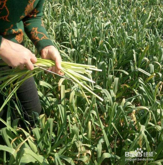 抽蒜苔怎么抽图片