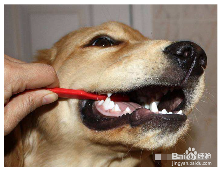拉布拉多犬身上有味道怎么办