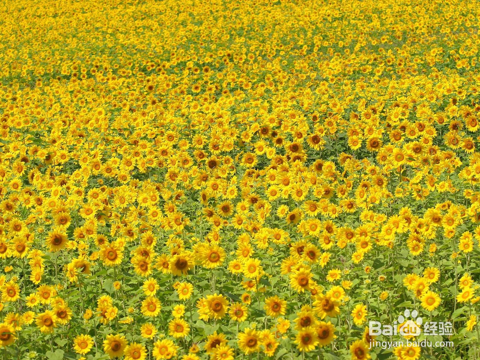 向日葵的种子怎么播种