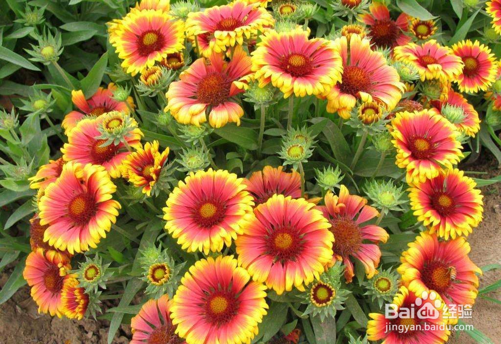 天人菊的功效与作用