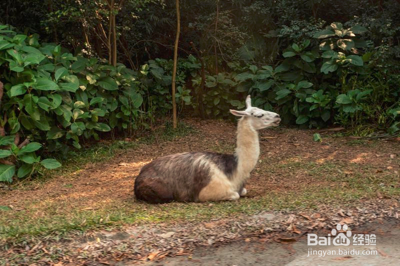 广州长隆野生动物世界攻略3