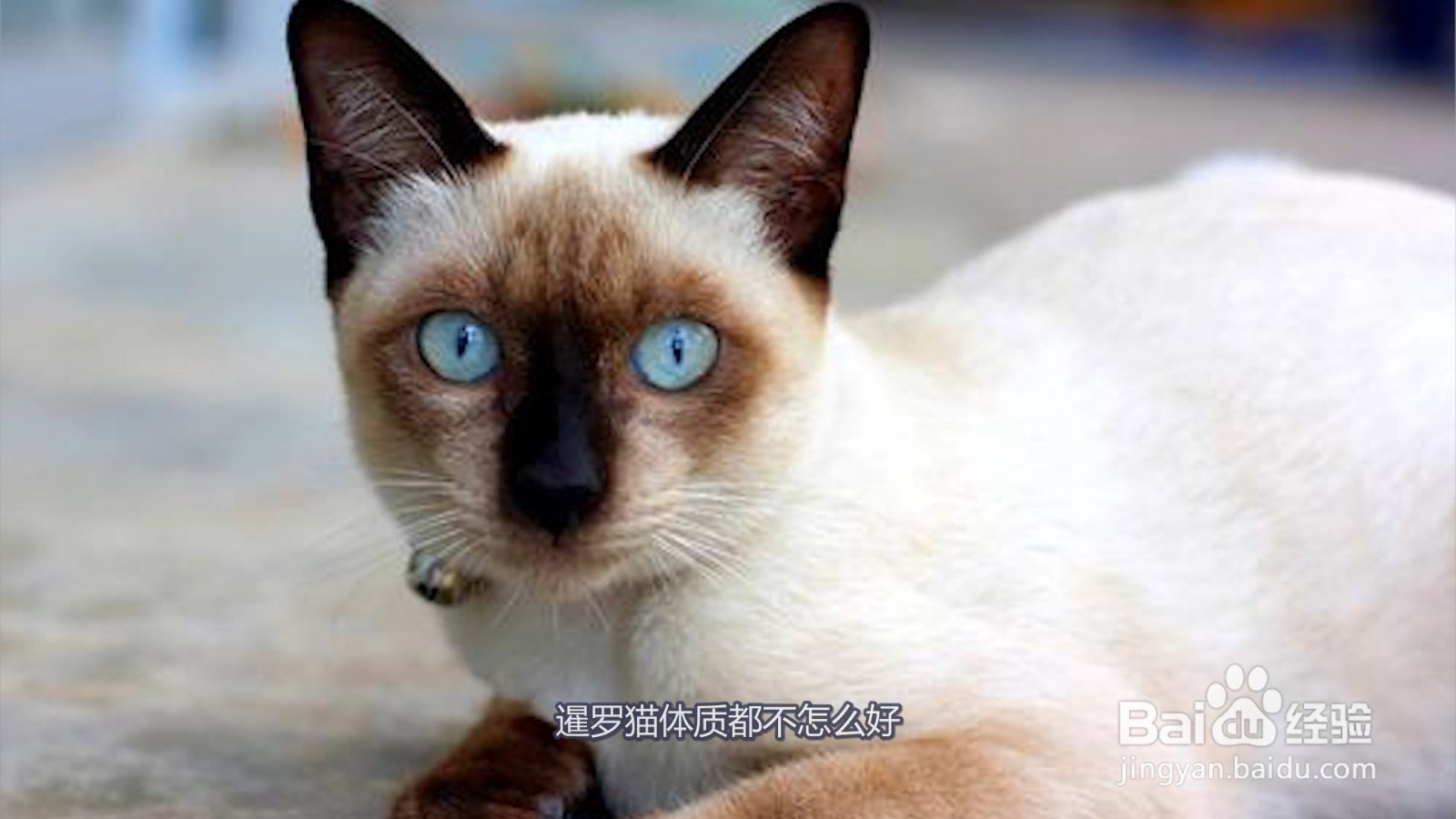 为什么很多猫舍不卖暹罗