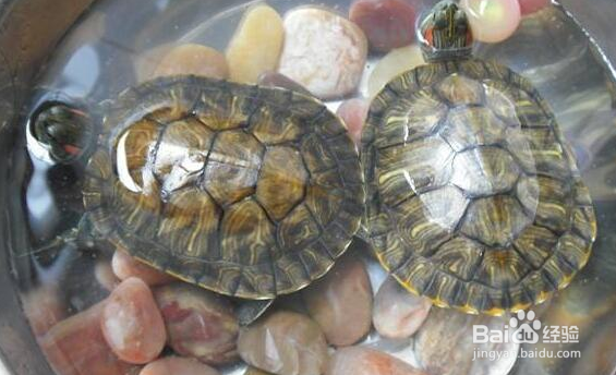 乌龟冬眠结束后怎么养