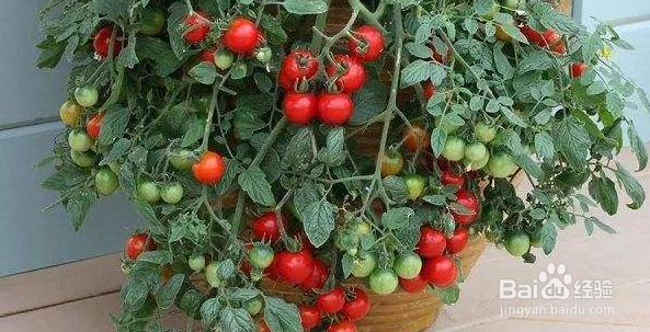 如何在阳台种番茄？