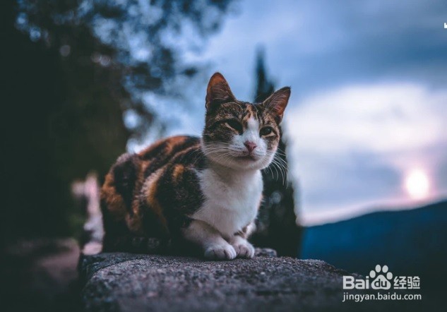 怎么样防止小猫咪咬人