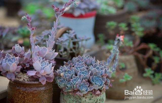 植物滋生这几种害虫，这样做，轻松去除