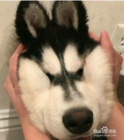 LOL每日一笑，别以为我不知道你在放屁（哈哈）