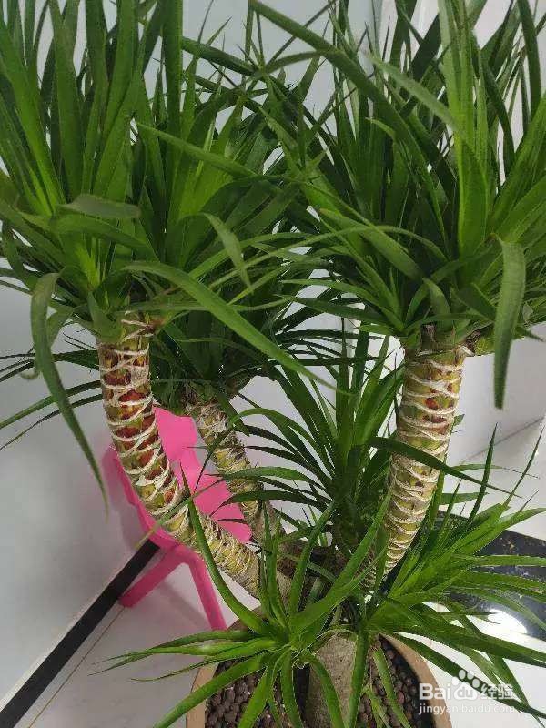 6种花就适合养在潮湿环境