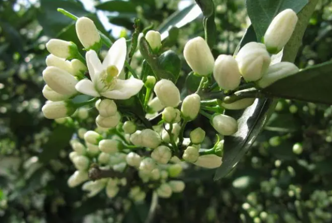 开在心里的橘子花回忆的景是什么