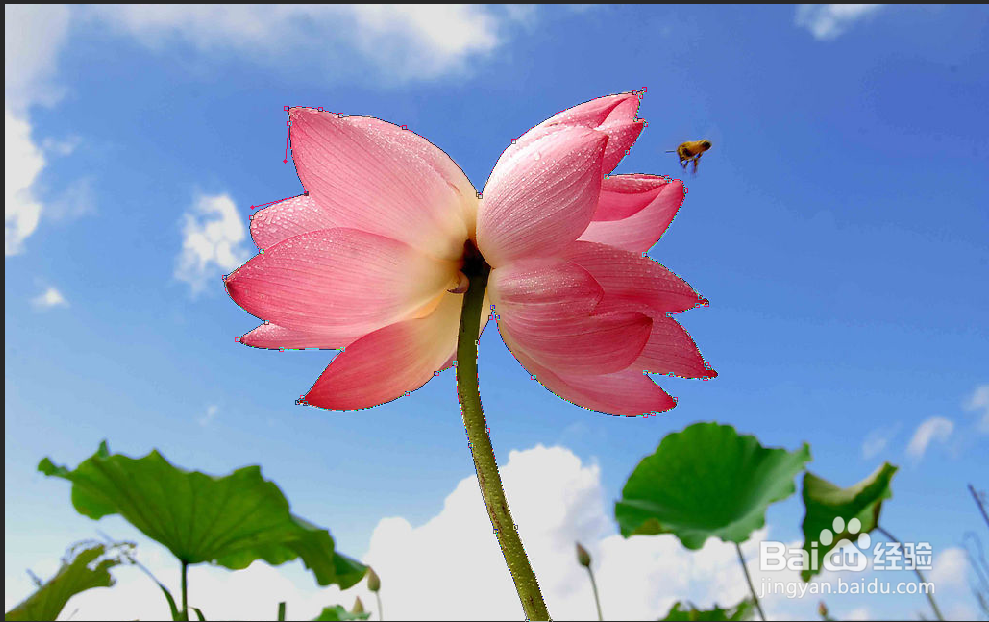 PS多种抠图技巧，如何抠图