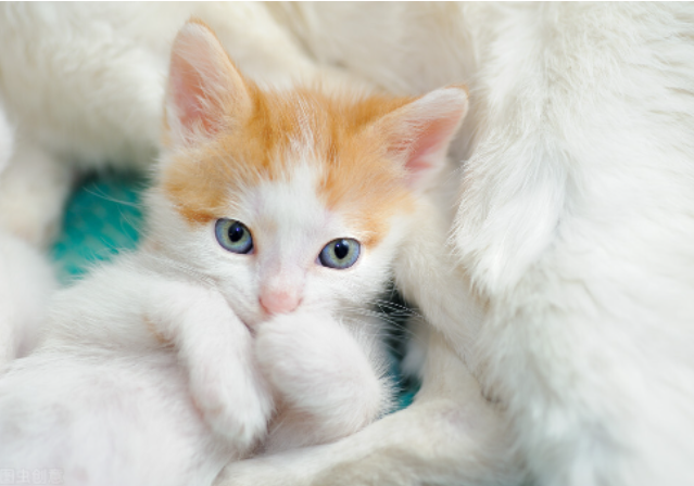 小猫吃什么食物