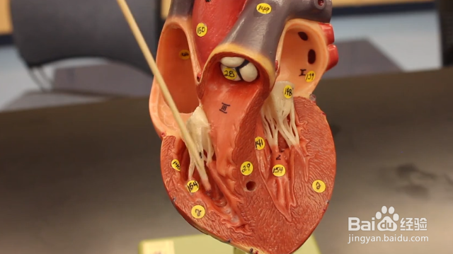 如何预防和治疗心脑血管疾病