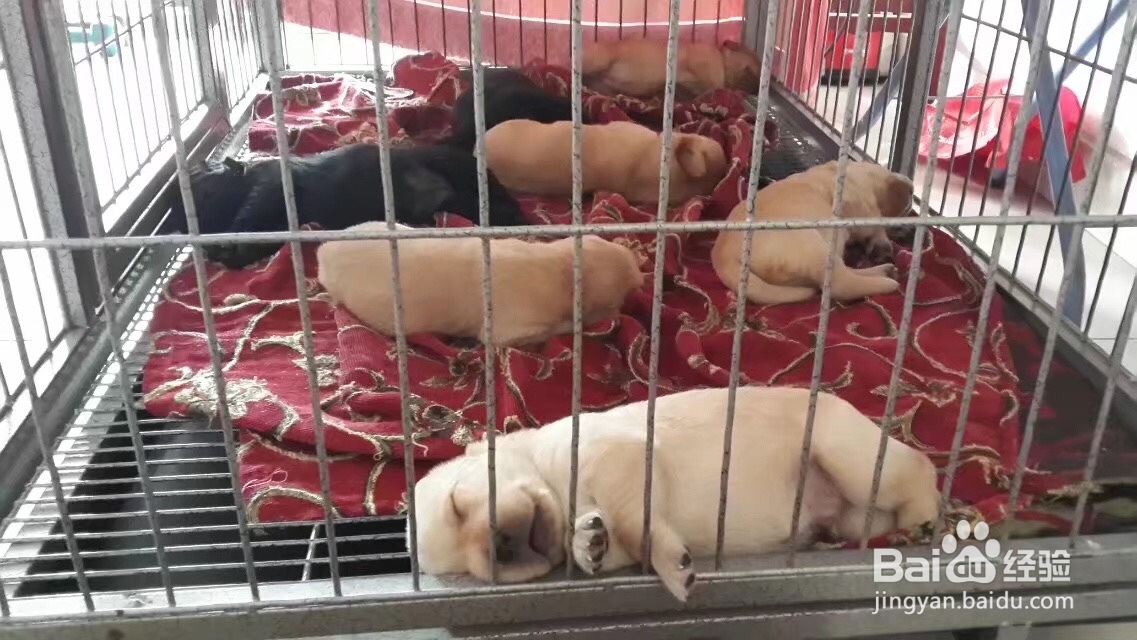 怎么刺激小奶狗排便